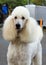 Close up of White Standard Poodle