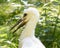 Close up on White Stork head