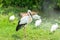 Close-up of a white stork standing in a white group of egrets