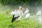 Close-up of a white stork standing in a white group of egrets with background of fog