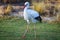 Close up of a White Stork striding across field