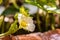 A close up of a white Strawberry flower, Fragaria vesca