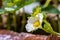 A close up of a white Strawberry flower, Fragaria vesca