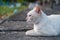 Close up of white stray cat with beautiful bokeh