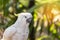 Close up white sulphur crested cockatooCacatua galerita