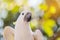 Close up white sulphur crested cockatooCacatua galerita