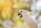 Close up white sulphur crested cockatooCacatua galerita