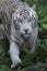 Close up of a white sumatran tiger