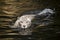 Close up of a white sumatran tiger swimming in golden sunset glow