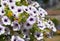 Close-up of white surfinia flowers with purple hearts