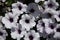 Close-up of white surfinia flowers with purple hearts