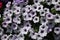 Close-up of white surfinia flowers with purple hearts