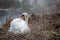 Close up of white swan sat on frosty reeds alongside fast flowing river