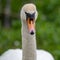 Close-up of a white swan with striking orange and black markings on its c