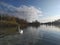 close up of a White swan. tranquil scene of a river with reflection of White clouds