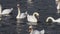 Close up white swans swim and row in water