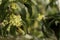 Close up of white Sweet Osmanthus or Sweet olive flowers blossom