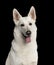 Close-up of White Swiss Shepherd dog