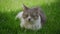 Close up of a white tabby cat laying sleepy on the green grass lawn outside in the garden