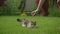 Close up of a white tabby domestic cat hunter gaze and preparing to attack in the garden