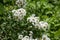 Close up White Tabebuia rosea blossom