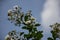 Close up  white Tabebuia rosea blossom