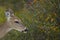 Close-up of White Tail Dear in St Andrews State Park in Panama City, Florida