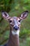 Close up of a White-tailed doe deer (odocoileus virginianus) in Wisconsin