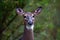 Close up of a White-tailed doe deer (odocoileus virginianus) in Wisconsin