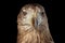 Close-up White-tailed eagle, Birds of prey isolated on Black background