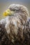 Close-up of a white-tailed eagle looking off into the distance with its keen eyes