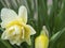 Close-up of a white terry narcissus flower