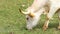 Close up white texas longhorn eating grass on meadow
