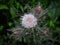 Close up of a white thistle with blurred background