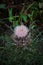 A close up of a white thistle in the greenery