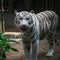 Close up white tiger.