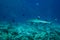 Close up of a white tip reef shark ,Triaenodon obesus ,swims above coral reef