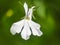 Close up white trailing Lobelia erinus flower in garden.