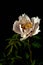 close-up White tree peony on the stem on a black background. Moody flora.