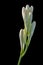 Close up White Tuberose flower isolated on black background