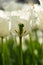 Close-up of a white tulip cut in half with stamen and pistils visible with other white tulips in the background on a sunny day