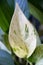 Close up of a white variegated leaf of Snow Pothos
