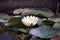 Close-up of a white water lily