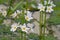 Close-up of white water violet flowers on high stems in a creek