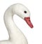 Close-up of a white waterfowl, isolated