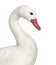 Close-up of a white waterfowl, isolated