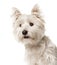 Close-up of a white west highland terrier ,