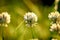 Close-up of white wildflowers of clover in the backlight of the setting sun on a defocused background