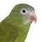 Close-up of White-winged Parakeet, Brotogeris