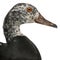 Close-up of White-winged Wood Duck, Asarcornis scutulata